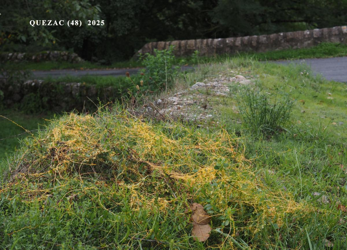 Dodder plant